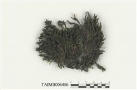 藏品(複邊苔屬)的圖片